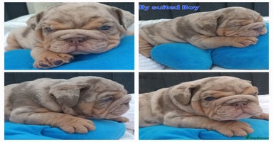 English Bulldog dogs - Advert 4