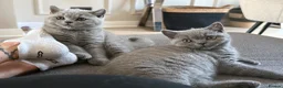 British Shorthair cats for sale: Last girl, collection 21/8  - Advert 9