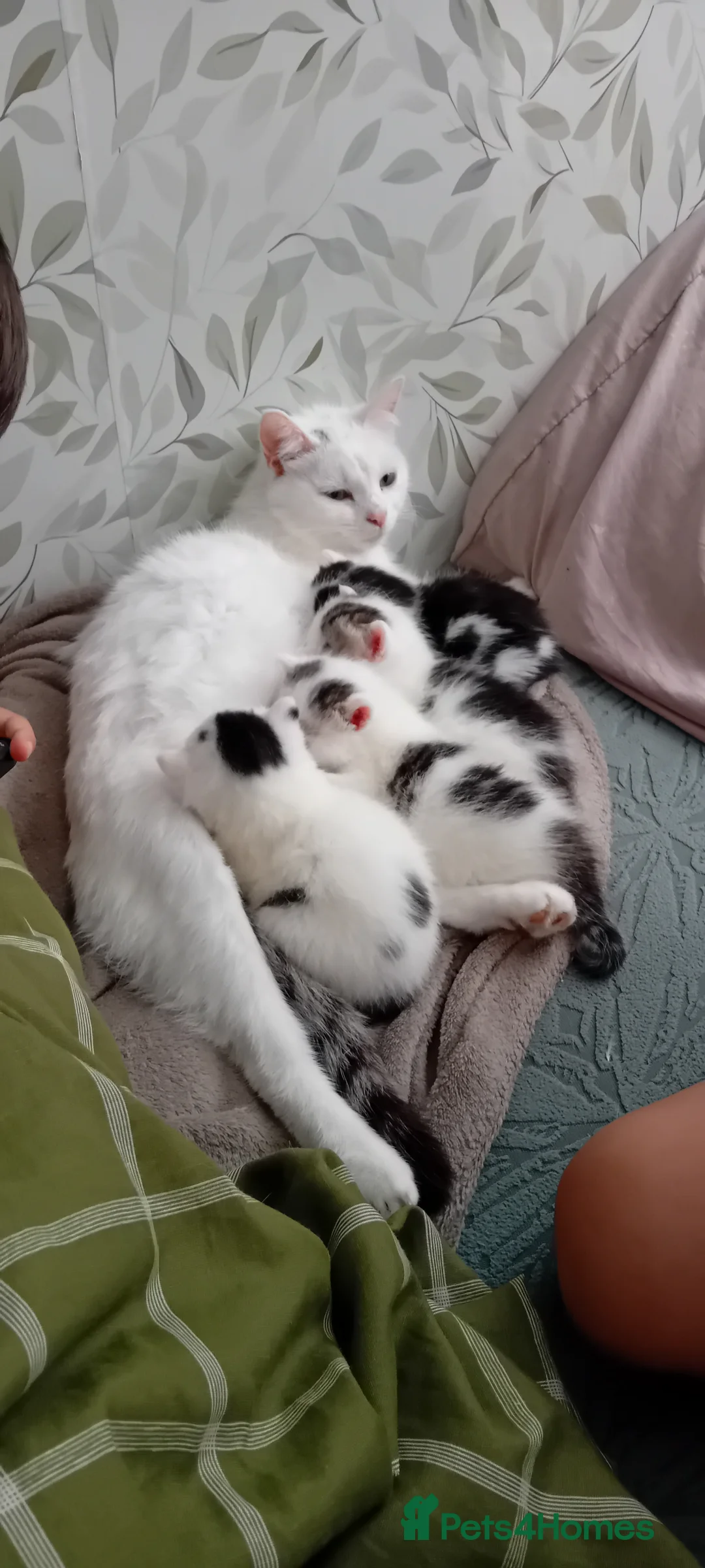 Mixed Breed cats for sale: Cute mixed kittens - Advert 14