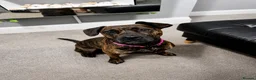 Cane Corso dogs for sale: cane Corsa cross staffy - Advert 1