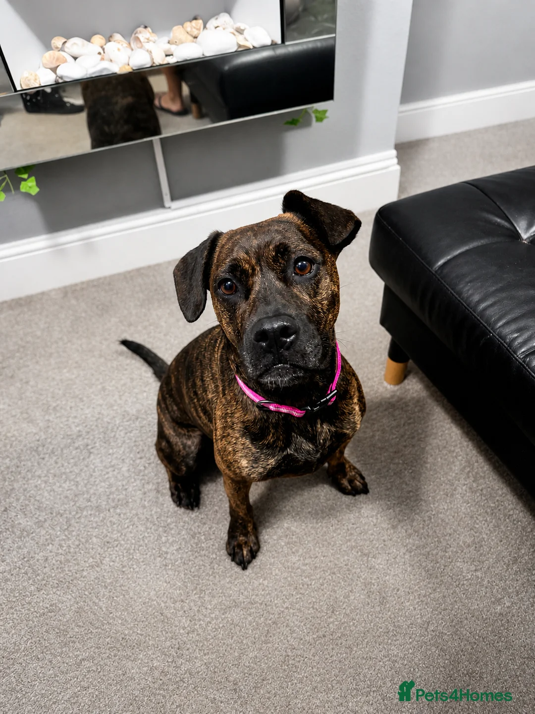 Cane Corso dogs for sale: cane Corsa cross staffy - Advert 1