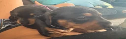 Miniature Dachshund dogs for sale: Mini Daschunds ready for there forever home NOW! in Kingsbridge - Advert 4