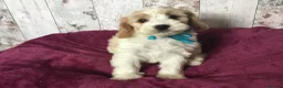 Cavapoo dogs for sale: Adorable Cockalierpoo pups ( so cute) - Advert 15