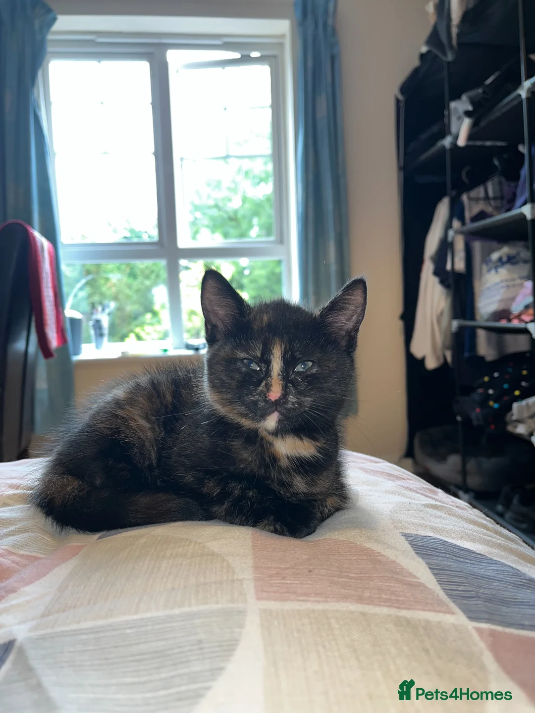 Mixed Breed cats for sale: Beautiful Tortoiseshell Kitten Marlie 💕 - Advert 1
