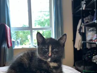 Mixed Breed cats Beautiful Tortoiseshell Kitten Marlie 💕 - Advert 3