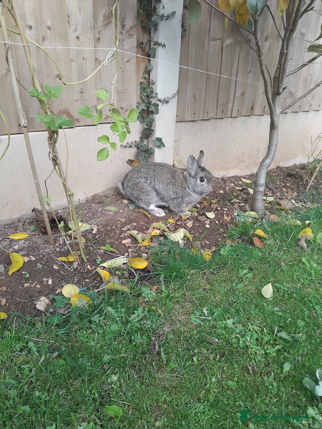 Netherland Dwarf rabbits for sale: Rehoming an adorable Netherland dwarf 🤍 - Image 5