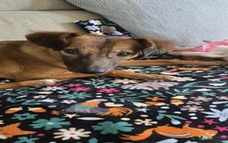 Mixed Breed dogs for adoption: Gorgeous little Lila - Image 8