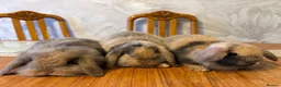 English Lop rabbits for sale: Rabbits - Advert 1