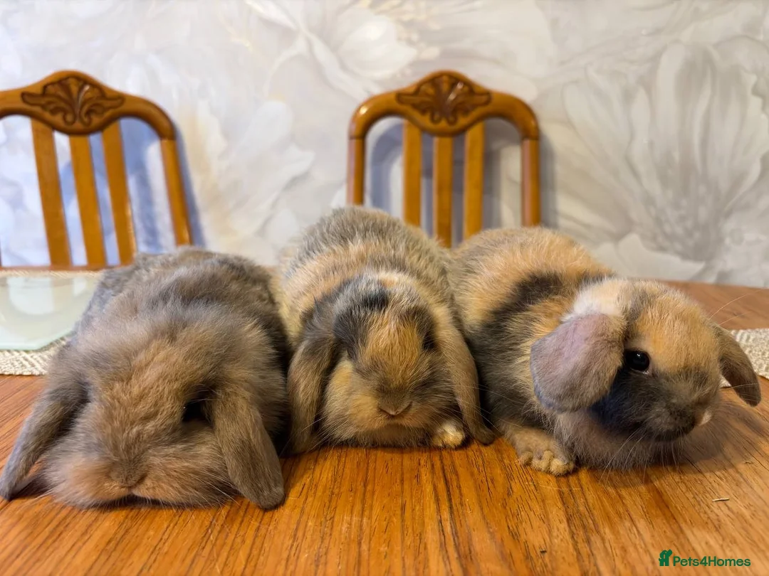 English Lop rabbits for sale: Rabbits - Advert 1