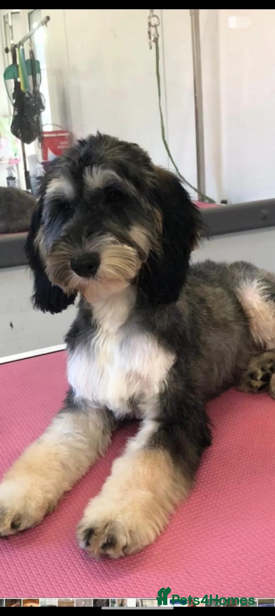 Cockapoo dogs for sale: F2 Cockapoo Puppies  - Advert 2