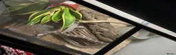 Corn Snake reptiles for sale: Adult Corn Snake & Full Setup - Advert 3