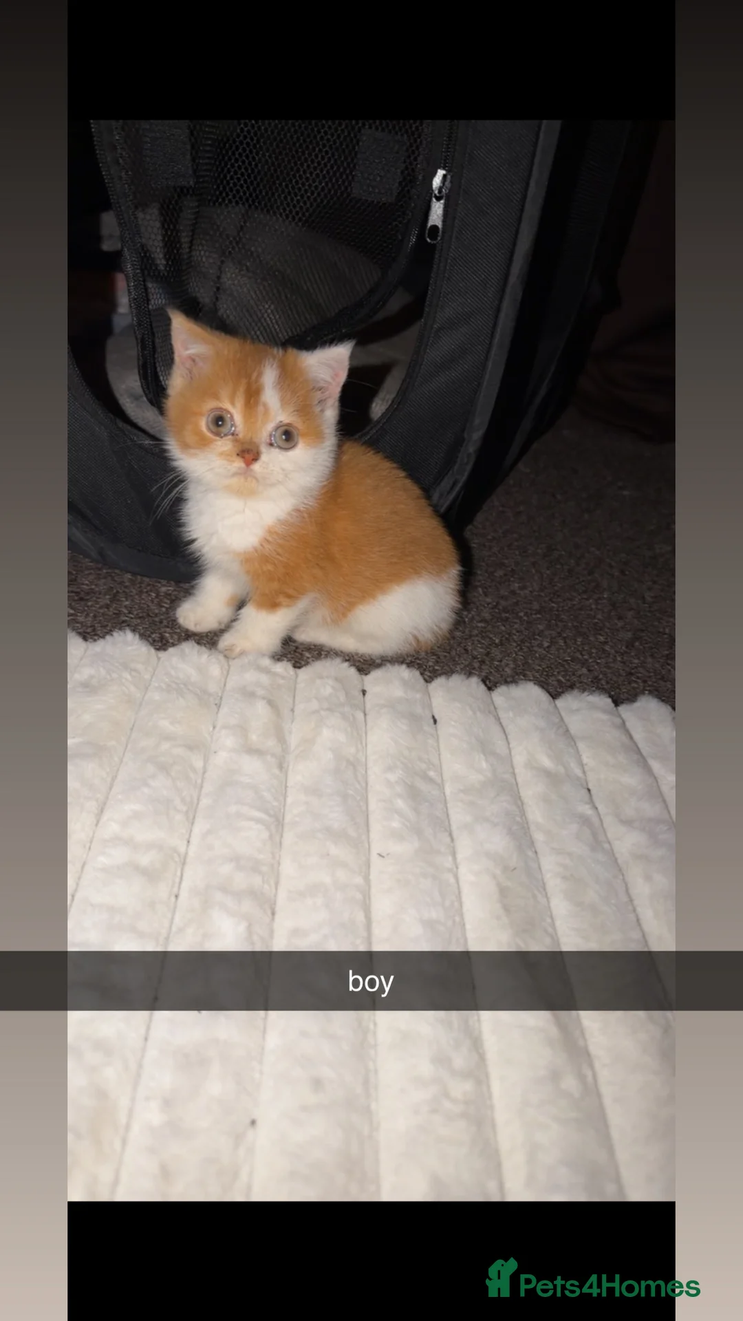 British Shorthair cats for sale: British short hair kittens  - Advert 2