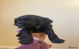 Cocker Spaniel dogs for sale: English cocker spaniel puppy - Advert 5