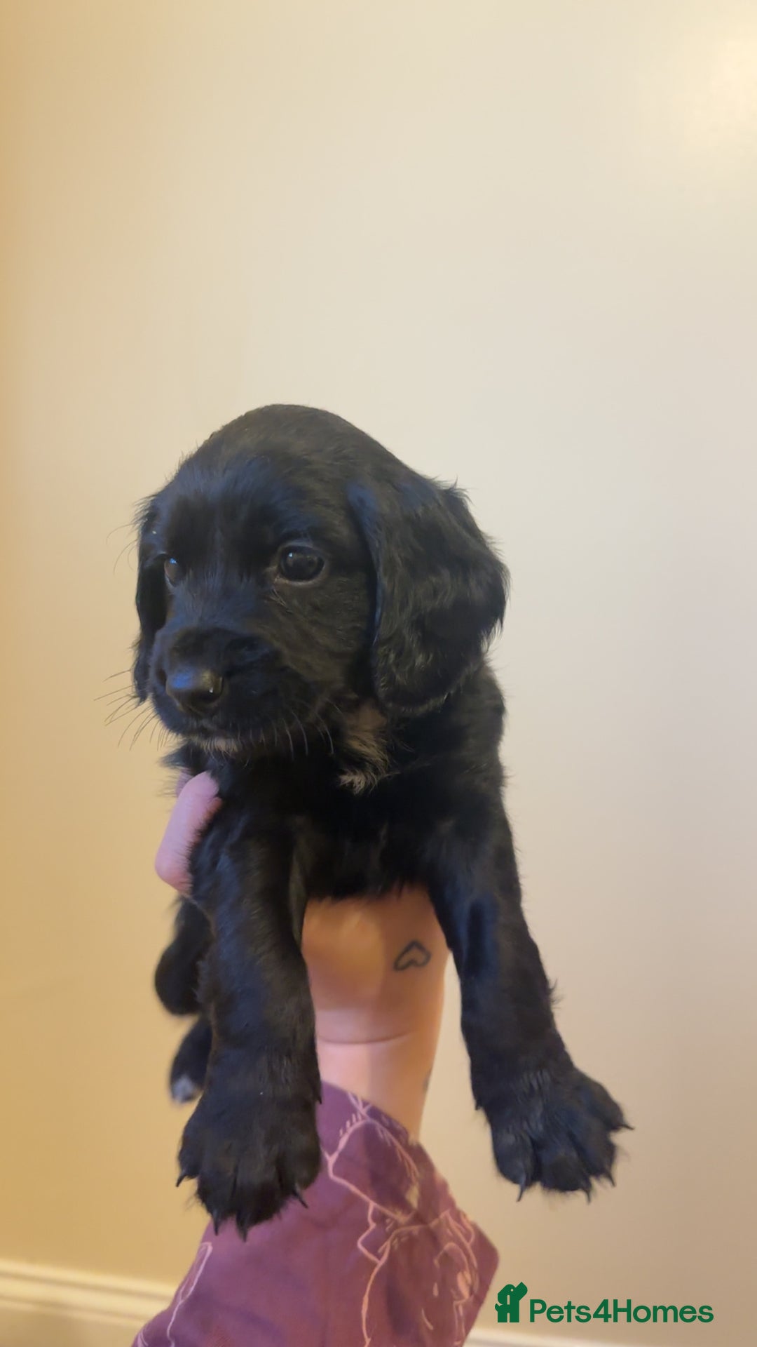 Cocker Spaniel dogs for sale: English cocker spaniel puppy - Advert 5