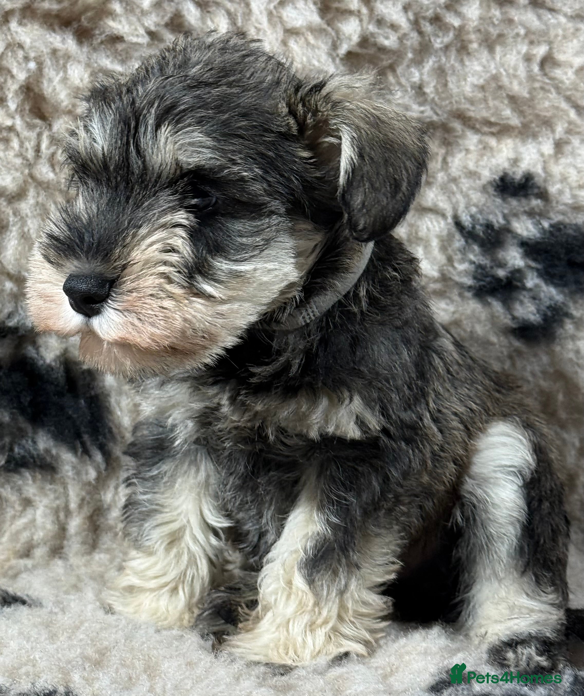 Miniature Schnauzer dogs Beautiful miniature schnauzer pups ready now 🩷 - Advert 7