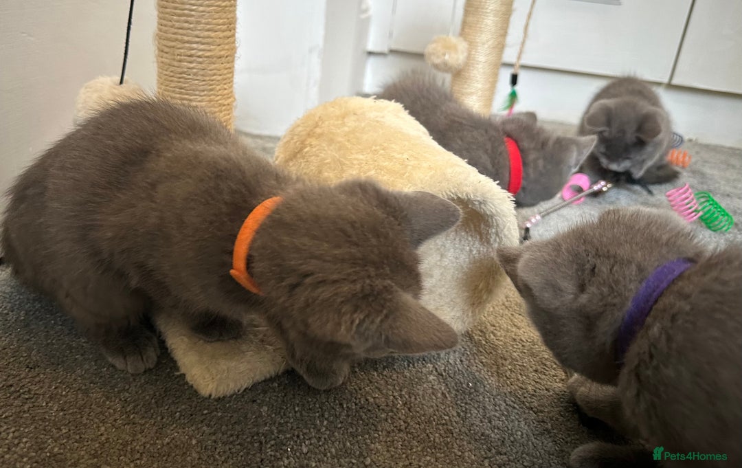 Russian Blue cats for sale: Russian Blue Kittens  - Image 10