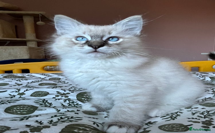 Ragdoll cats - Advert 12