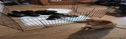 Mixed Breed dogs for sale: Huskador  - Advert 3