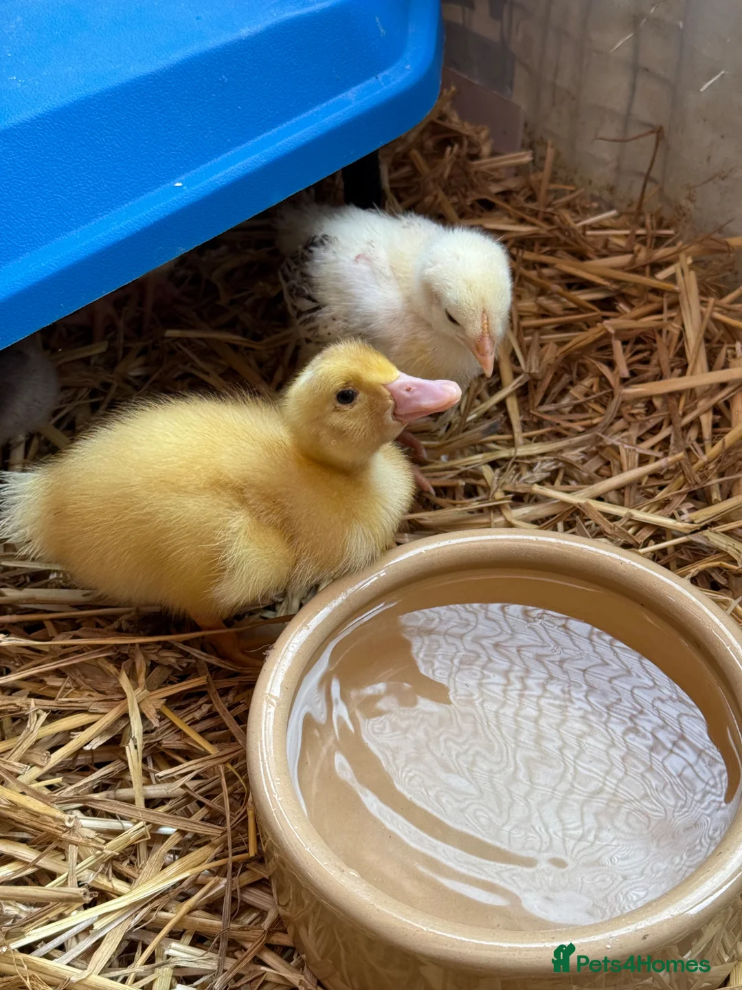 Ducks poultry for sale: Aylesbury Duck Ducklings  - Advert 3