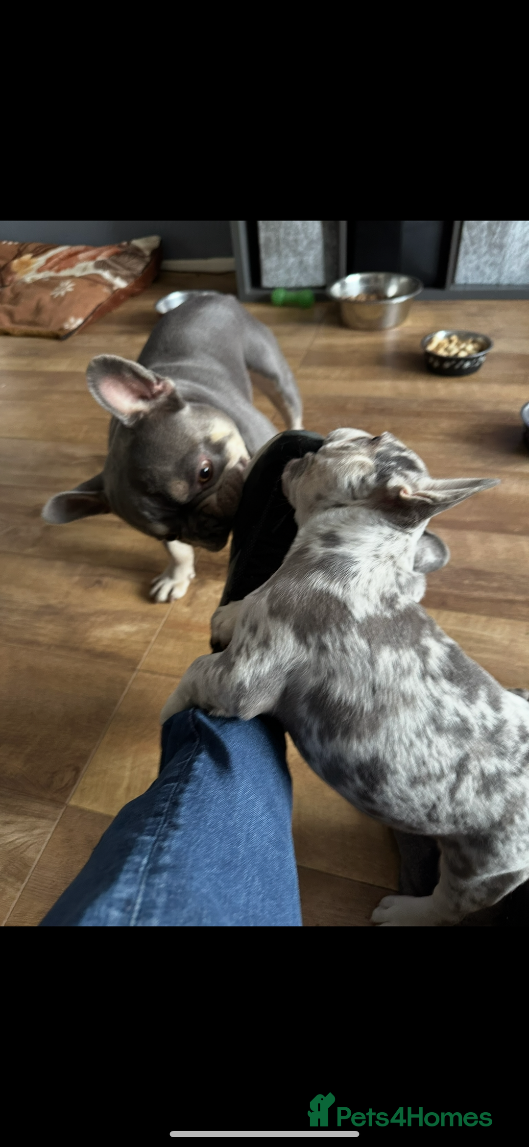 French Bulldog dogs for sale: French bulldog “fluffy” - Advert 21