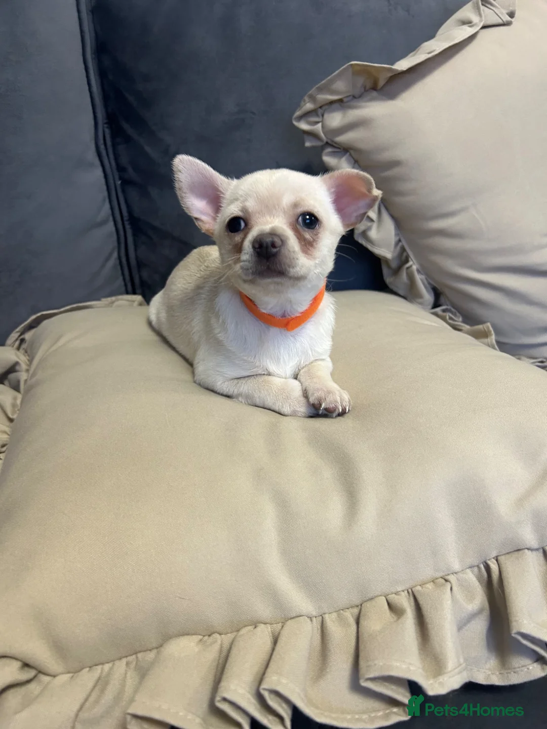 Chihuahua dogs for sale: Chihuahua  in Walsall - Advert 2