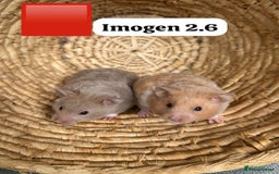 Hamster rodents for sale: Beautiful baby hamsters. Syrian and Russian Dwarf - Image 21