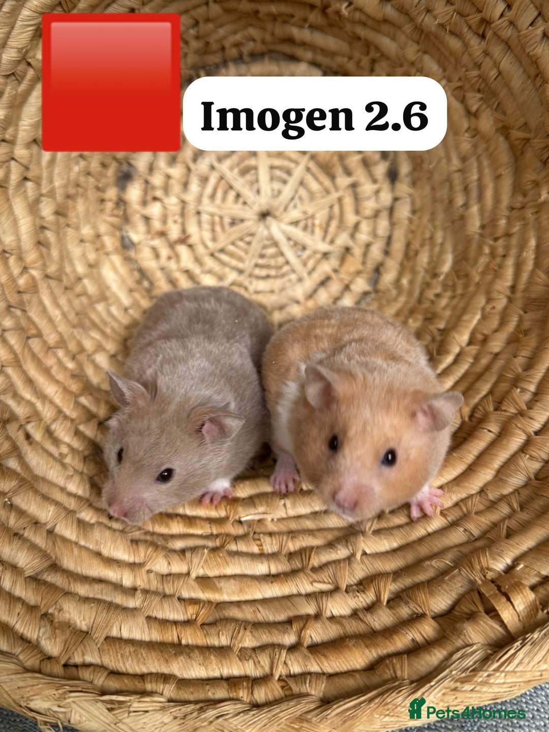 Hamster rodents for sale: Beautiful baby hamsters. Syrian and Russian Dwarf - Image 21