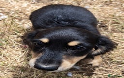 Miniature Dachshund dogs for sale: Just a boy longer coated, healthy Mini Dachshund - Image 24