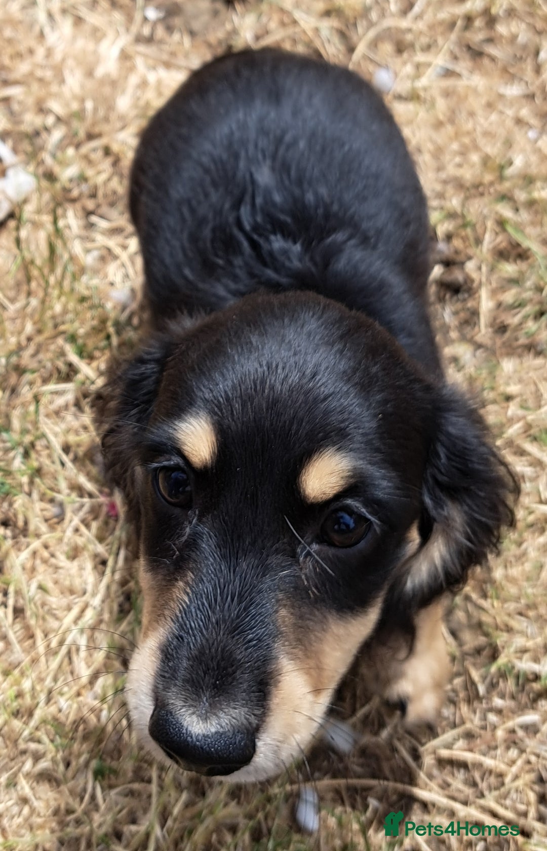 Miniature Dachshund dogs for sale: Just a boy longer coated, healthy Mini Dachshund - Image 24