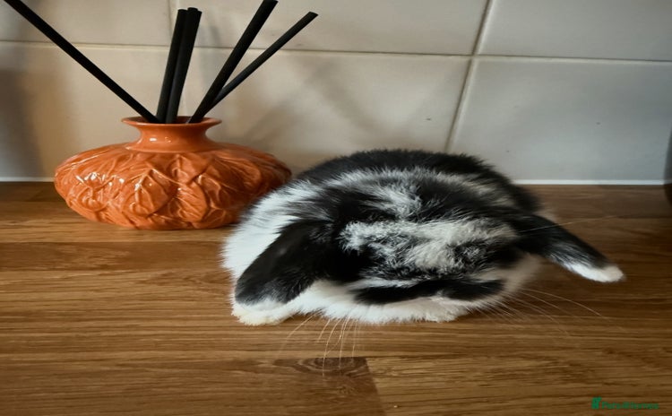 Mini Lop rabbits - Advert 8