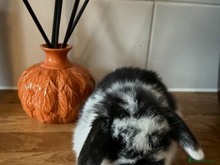 Mini Lop rabbits - Advert 24