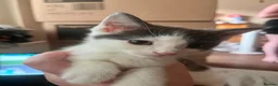 Mixed Breed cats for sale: 4 beautiful baby kittens - Advert 3