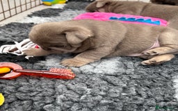 Pug dogs for sale: Stunning litter lilac tans and lilac tan pandas - Image 19