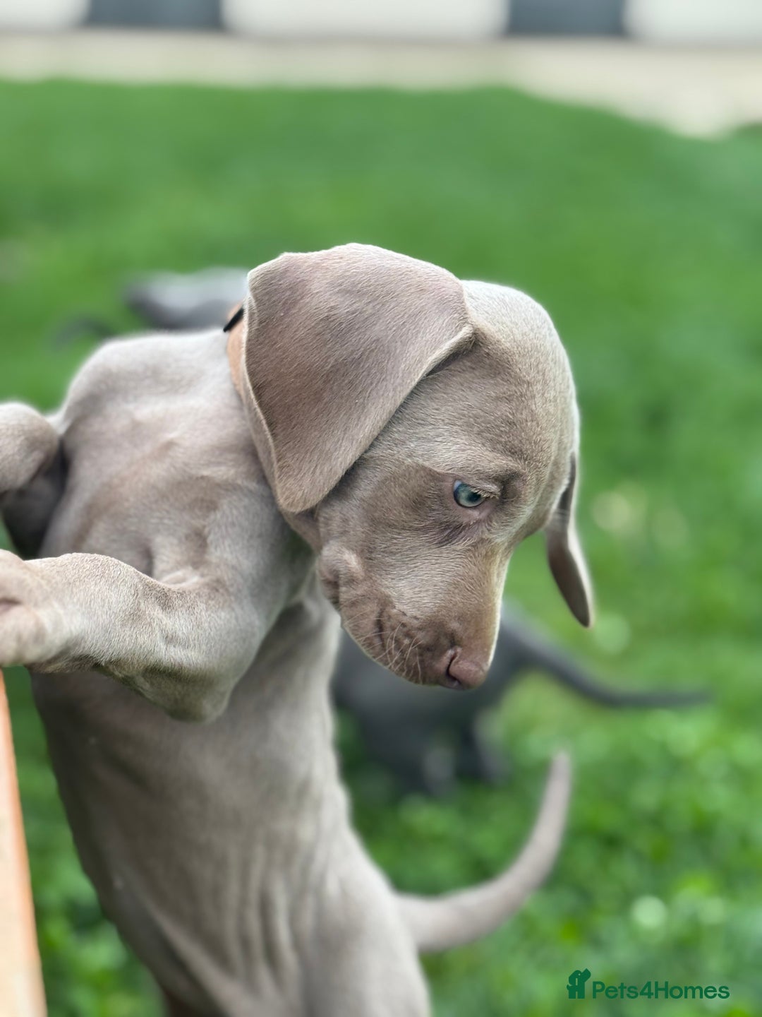 Weimaraner dogs for sale:  Ready next week✨1 Boy & last few Girls Available✨ - Image 32