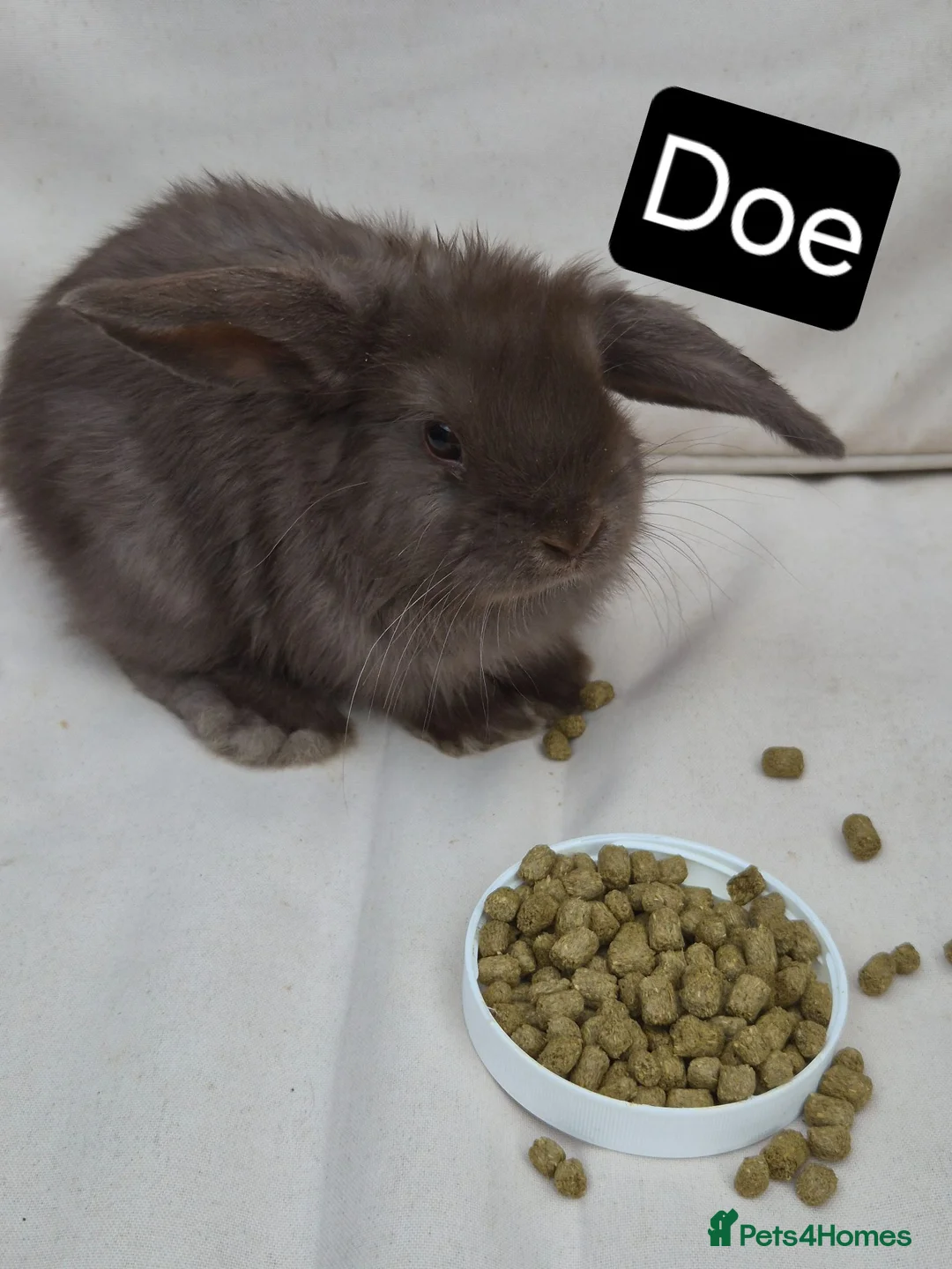 Mini Lop rabbits for sale: Mini Lop Babies – Adorable, Stunning Litter - Advert 4