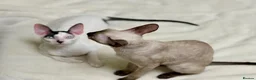 Cornish Rex cats for sale: Cornish Rex Kittens – Ready for Loving Homes - Advert 10