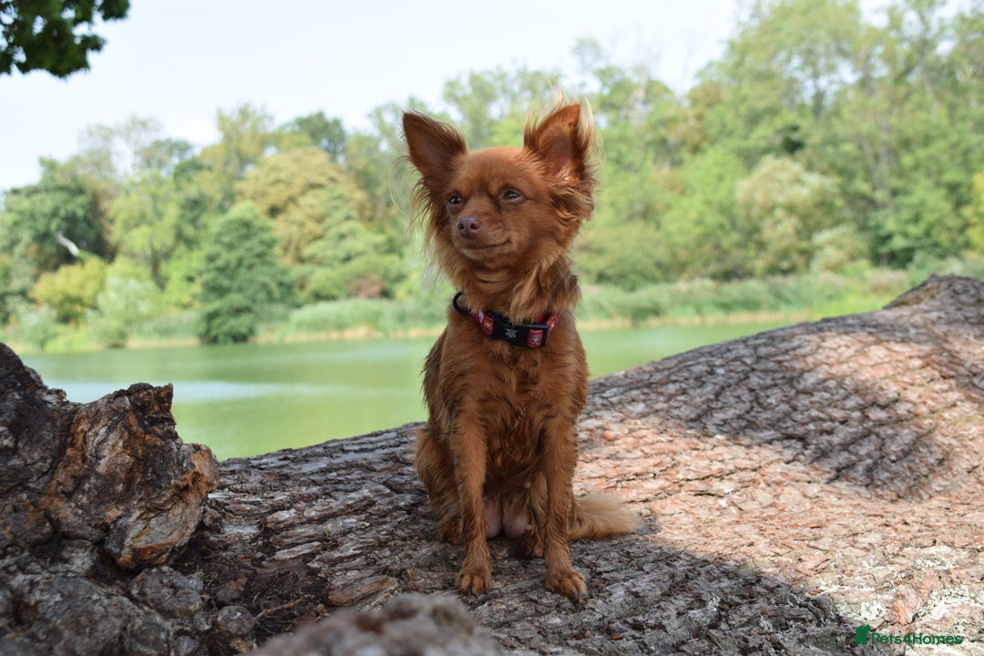 Chihuahua dogs for sale: One of a kind ChiPin Puppies - Image 6