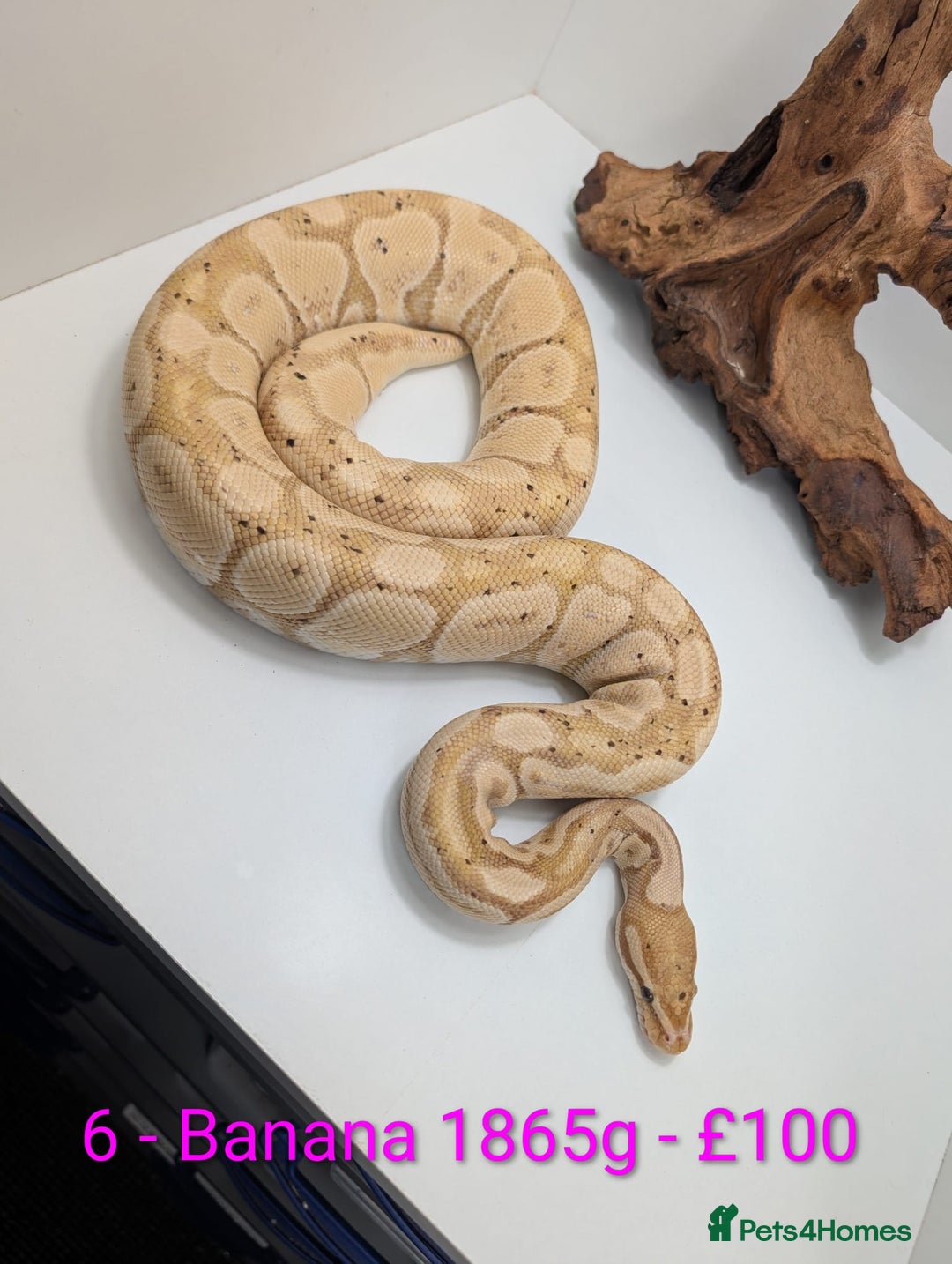 Python Snake reptiles for sale: Mixed morph ball pythons - Advert 6