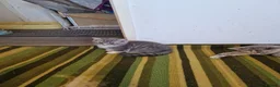 British Shorthair cats for sale: Beautiful British shirthair ready for loving home - Advert 2