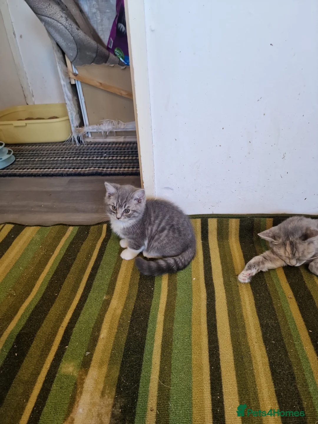 British Shorthair cats for sale: Beautiful British shirthair ready for loving home - Advert 2