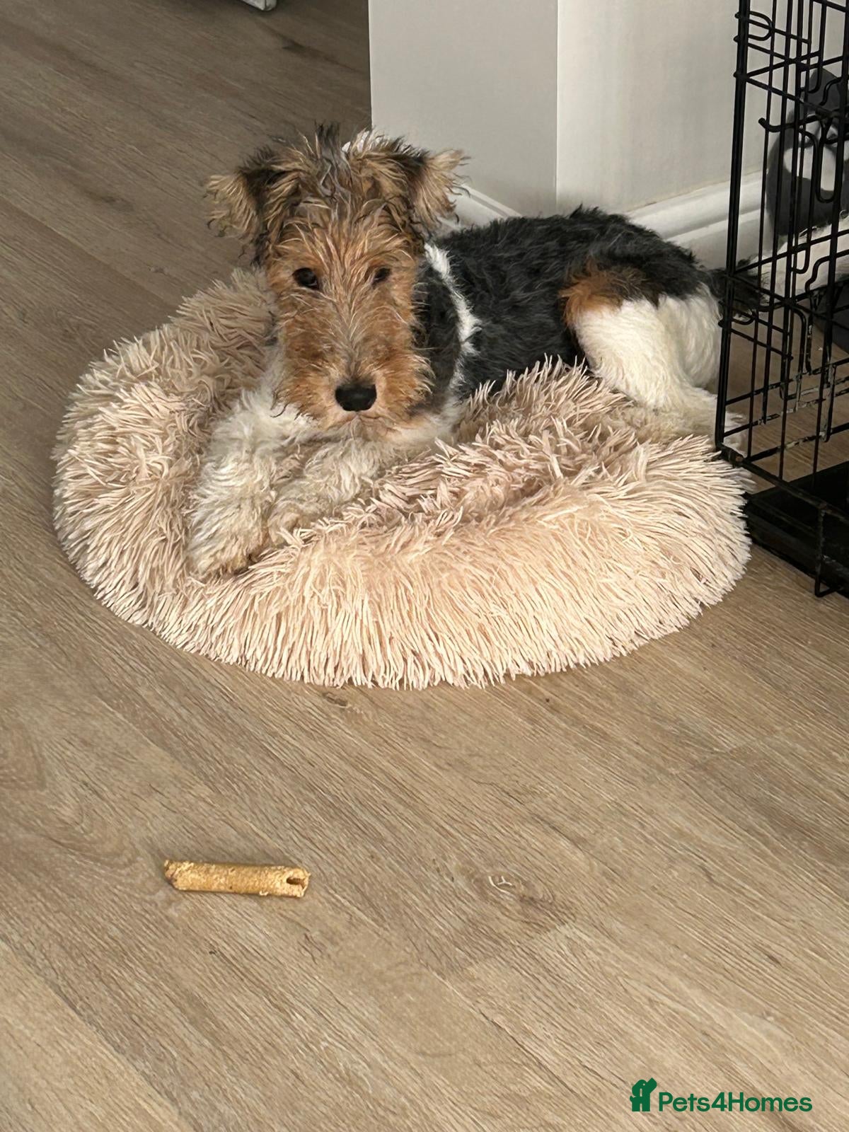 Fox Terrier dogs Fox terrier in Doncaster - Advert 1