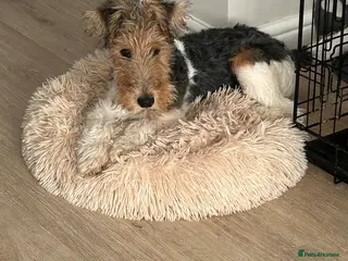 Fox Terrier dogs Fox terrier in Doncaster - Advert 1