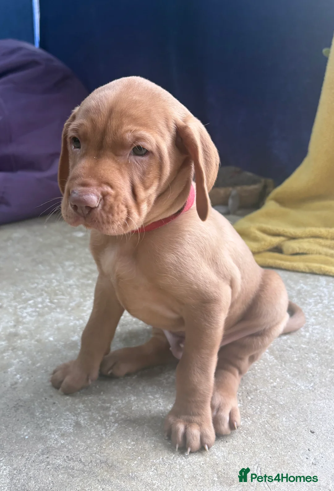 Hungarian Vizsla dogs for sale: Hookside Hungarian Viszla Puppies - Advert 3