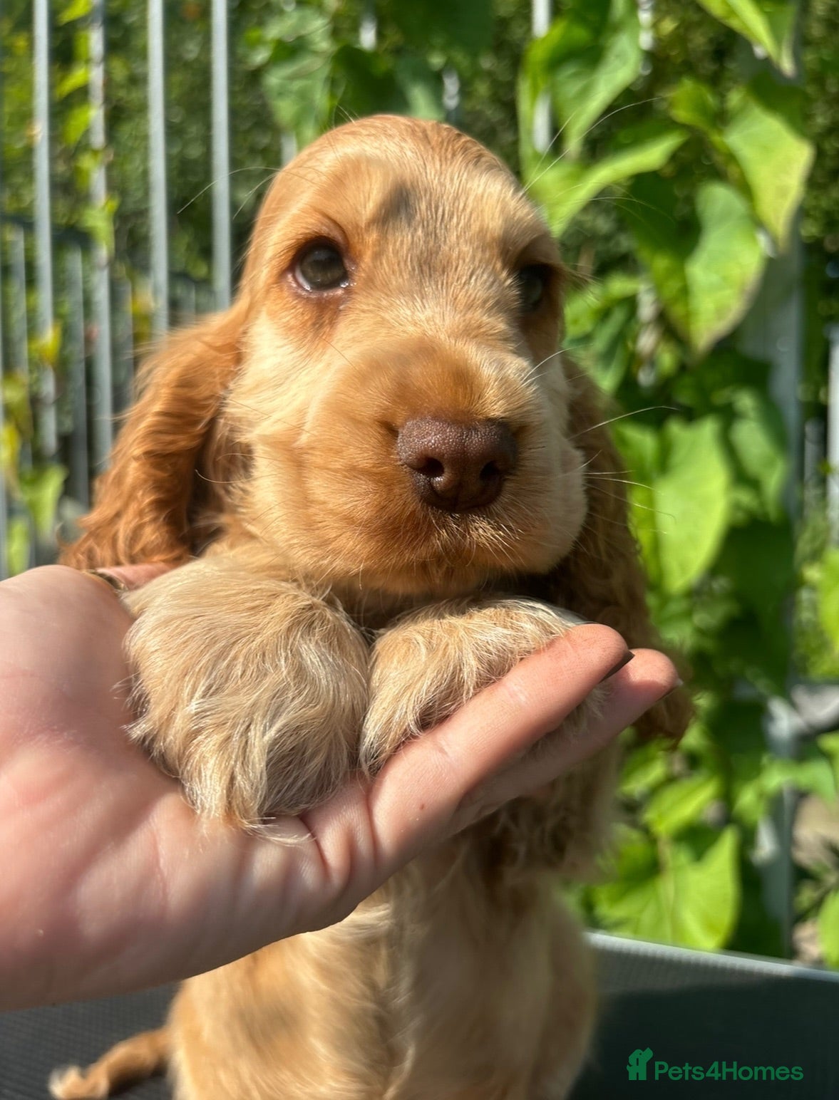 Cocker Spaniel dogs KC Registered Sable Show cocker spaniels  - Advert 1