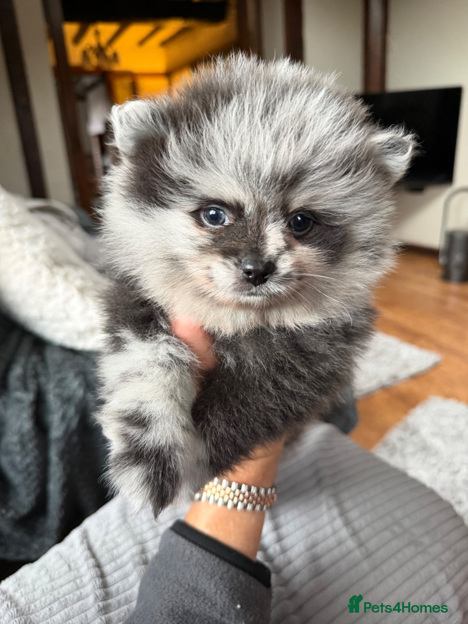 Pomeranian dogs 🧬💝2 TRUE TO TYPE TEDDY BEAR MALE POMS 💝🧬 - Advert 2