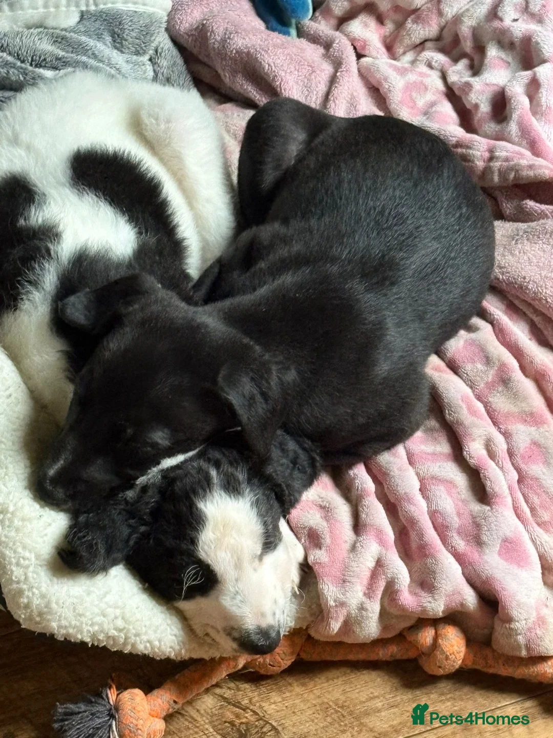 Mixed Breed dogs for sale: Whippet puppies  - Advert 7