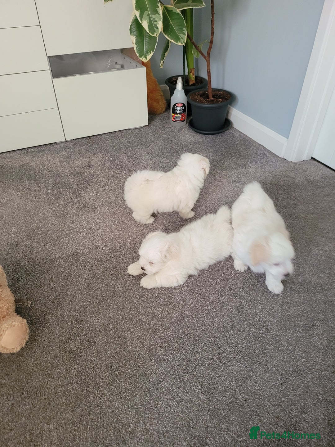 Coton De Tulear dogs for sale: Gorgeous puppies 🐶 KC registered - Image 13