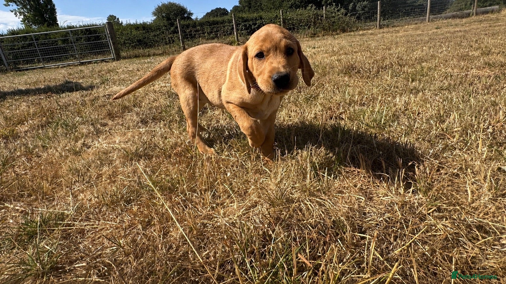Labrador Retriever dogs Farm Reared Fox Red & Cream Labradors - Advert 2