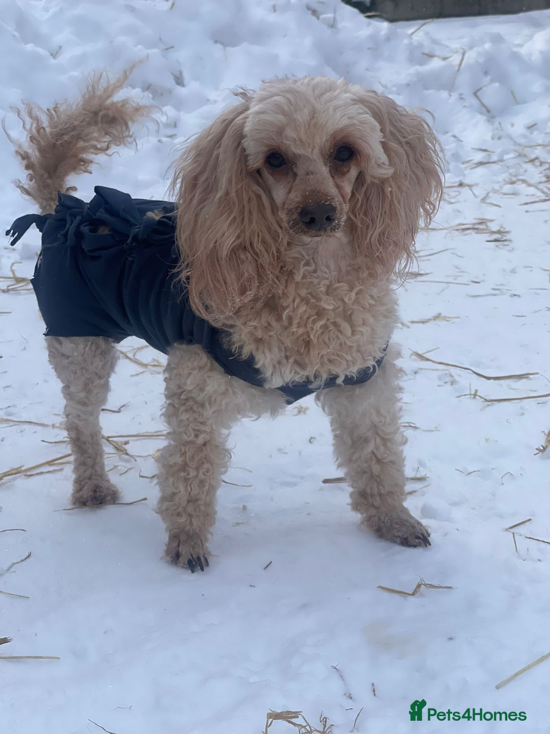 Poodle dogs for adoption: AKSHIE – Female Poodle - Advert 3