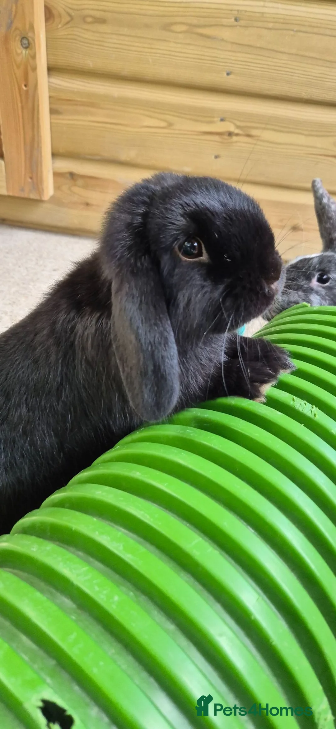 Mini Lop rabbits for sale: READY NOW - Gorgeous Mini Lop Bucks in Ashford - Advert 1